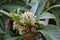 View of loquat flowers.