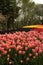 View of lots of tulips under trees in a big garden in Istanbul Tulip Festival