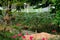 View of a lotus pond before a rabbit farm