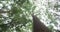 View from the low angle of the windy forest, Young handsome happy man climb on a tree and points to the sky