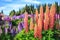 View of Lupin Flower Field near Lake Tekapo Landscape, New Zealand. Various, Colorful Lupin Flowers in full bloom