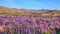 View of Lupin Flower Field near Lake Tekapo Landscape, New Zealand. Various, Colorful Lupin Flowers in full bloom