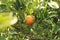 view through lush green leaves of ripe colorful orange fruit hanging fresh on the tree ready to be picked, on an organic farm in