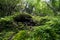 View of lush green plant, trees, moss and lichen on rock wall wi