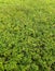 View of lush peanut plants