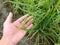 A view of the lush rice fruit when it is still unripe or immature