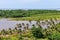 View of Madacaru in Lencois Maranheses, Brazil