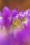 View of magic violet blooming spring flowers crocus growing in wildlife. Beautiful macro photo of wildgrowing crocus in soft viol
