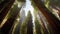 View of the magnificence Redwood Forest looking up