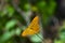 View of a magnificent butterfly surrounded by greenery