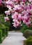 View magnolia flower