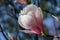 View of magnolia sieboldii flower on the blue sky background