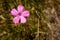 View of Maiden Pink flower in Ciucas Mountains, Romanian Carpathians