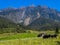 View of the majestic Mount Kinabalu with dairy cows pasture in green meadow in Desa Cattle Dairy Farm Kundasang,Sabah,Borneo.A pop