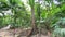 View of a majestic tree with its large roots spread out on the ground