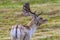 A view of a male deer alert in Bradgate Park, Leicestershire, UK