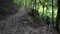 View of male hiking in mountain path of Monte Grappa surrounded by trees