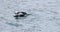 View of Male Long-Tailed Duck, Clangula hyemalis, swimming 4K