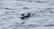 View of Male Long-Tailed Duck, Clangula hyemalis, in the winter 4K