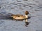 A view of male Pintail swimming in the lake.  