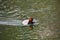 A view of a male Redhead swimming in the river.