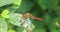 View of Male Ruby Meadowhawk dragonfly, Sympetrum rubicundulum, on a twig 4K