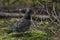 View of Male Spruce Grouse, Falcipennis canadensis, in boreal forest