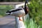 A view of a Mallard Duck