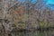 The view of Manatee Springs and Suwannee River. Manatee Springs State Park is in Chiefland, Florida