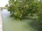 view of mangrove plants at high tide on sebatik island, indonesia