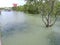 view of mangrove plants at high tide on sebatik island, indonesia