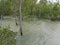 the view of mangrove plants submerged by high tide on sebatik island, indonesia