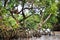 View of mangroves with bare tree roots in the jungle, fabulous forest nature of the tropics subtropics