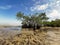 View of mangroves and dead tree in the middle of the beach at low tide. Beautiful view of Mangrove tree on the edge of the beach