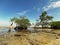 View of mangroves and dead tree in the middle of the beach at low tide. Beautiful view of Mangrove tree on the edge of the beach