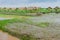 View of many huts in the rice fields that have just been cultivated