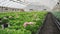 View of many petunia seedling in greenhouse. 4K