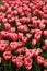 View of many pink colored tulips in a big garden in Istanbul Tulip Festival