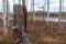 A view of a marsh during the day with windswept pines brown small grass and ditches and ponds of marsh water