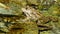 View on a Marsh frog resting in the waving water of a lake on a summer day