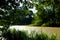 View of the marshy river in the forest