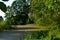 View of the marshy river in the forest