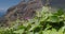 View on Masca Gorge and village. In the foreground foliage and purple flowers, Tenerife, Canary Islands, Spain