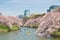 View of massive cherry blossoming in Tokyo, Japan as background. Photoed at Chidorigafuchi, Tokyo, Japan