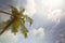 View of mature coconut fruits on tree from below.. Green palm trees on coast line. Amazing sky white clouds and endless skyline