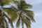 View of mature coconut fruits on tree from below.. Green palm trees on coast line. Amazing  sky white clouds and endless skyline.