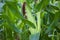 View of mature green corn growing on the field. Young Corn Plants. Corn grown in farmland, Tamil Nadu