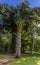 A view of a mature palm tree in the Botanical gardens at Peradeniya, Kandy, Sri Lanka, Asia