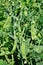 View of maturing pea pods on the stem