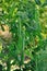 View of maturing pea pods on the stem